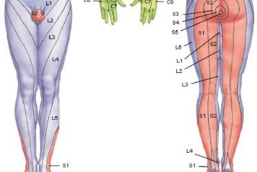 Dermatomeri arto inferiore
