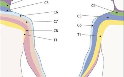 Dermatomeri arto superiore