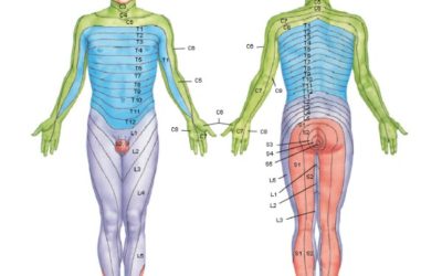 Dermatomeri sensitivi