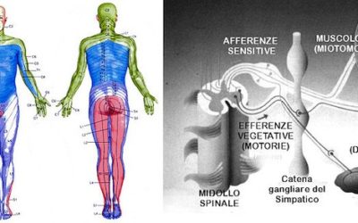 Dermatomeri e metameri
